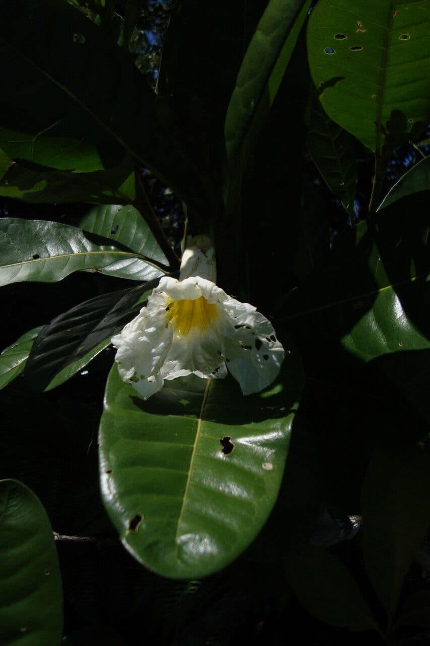 Ipê 2