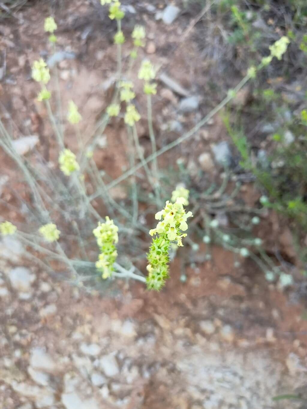 Sideritis glaciale 2