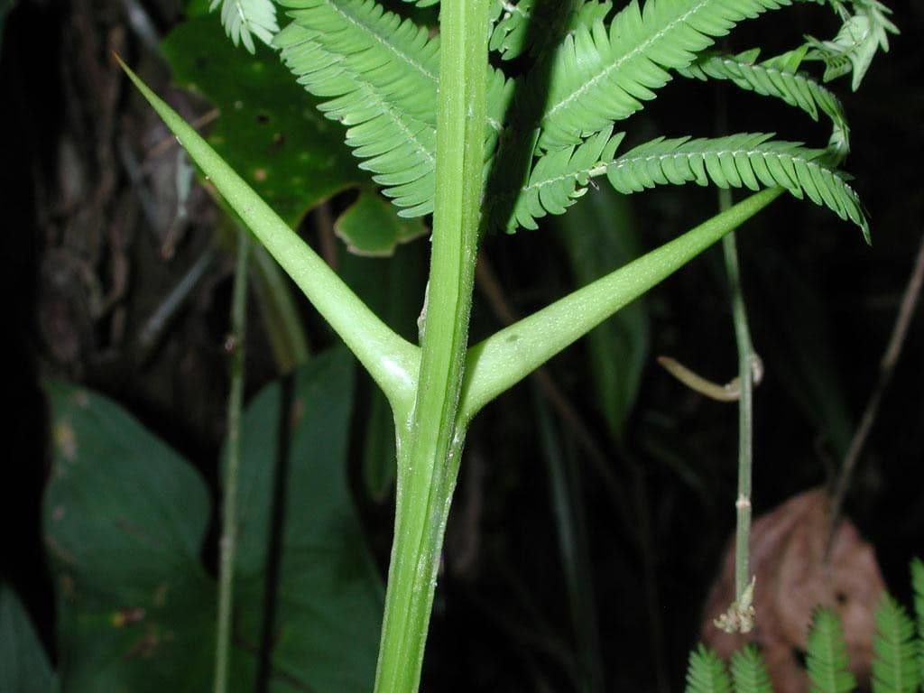 Vachellia 6