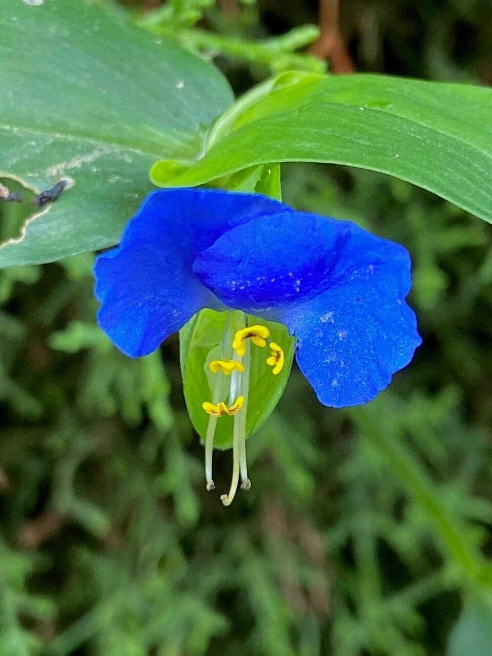 Commelina comune 9