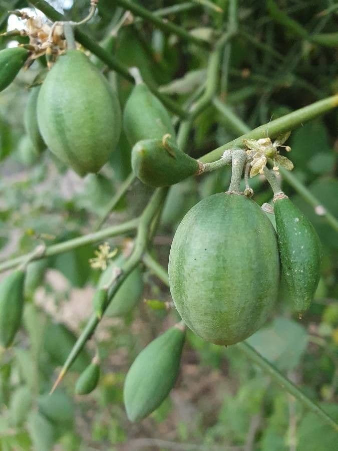 Dattier du désert 5