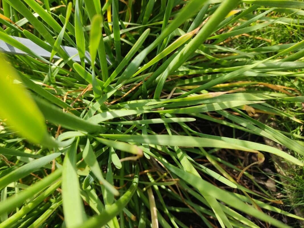 Aglio narciso 18