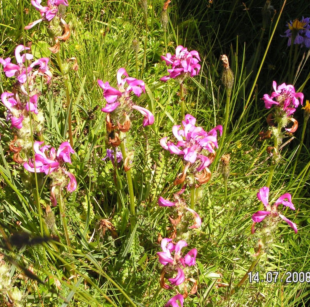 Vrbina pyrenejská 9