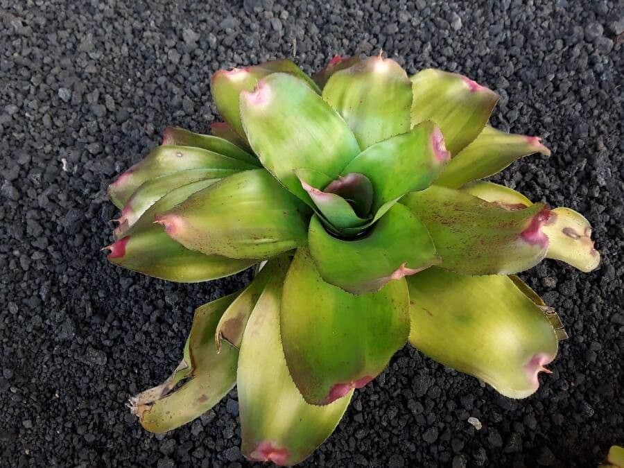 Aechmea nudicaulis 12