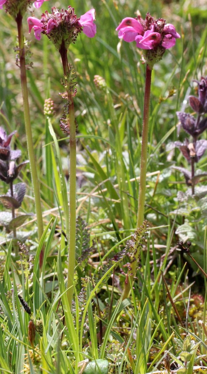 Vrbina pyrenejská 12