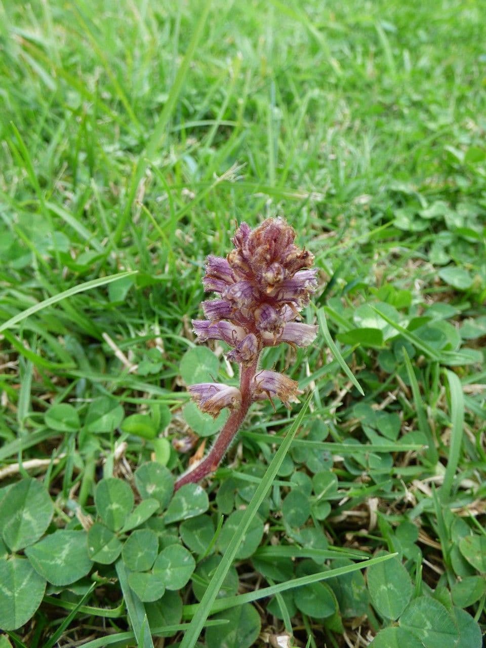 Succiamele minore 15