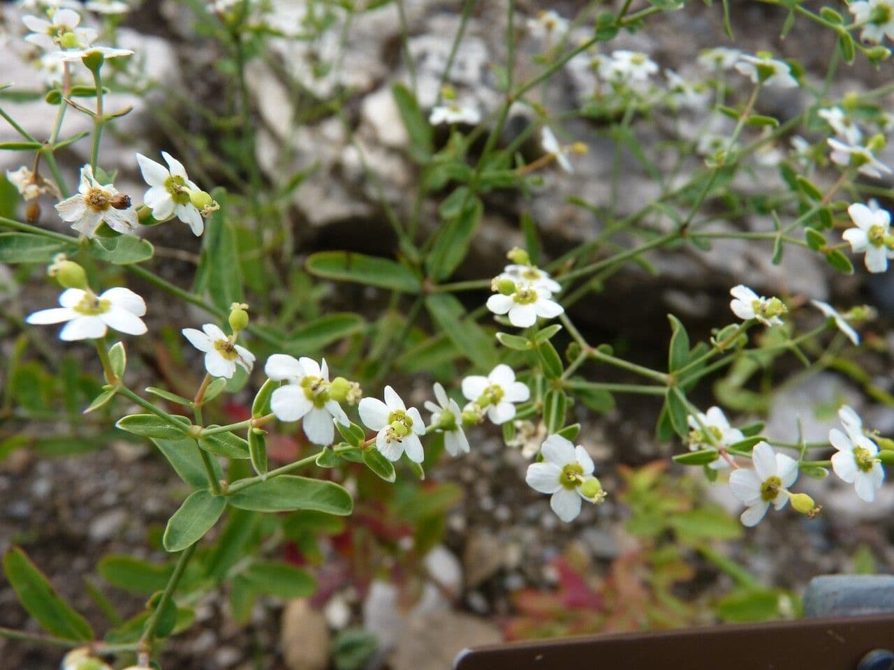 Euforbia corolla 17