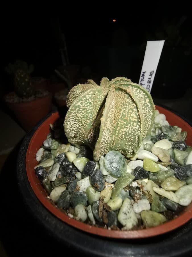 Cactus testa di capra 15