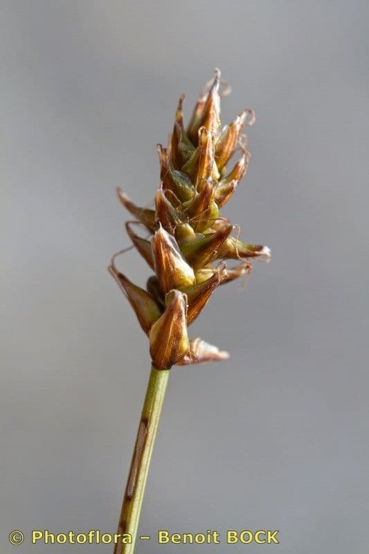 Carice dioica