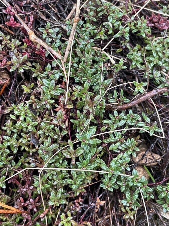 Thym à odeur de cumin 8