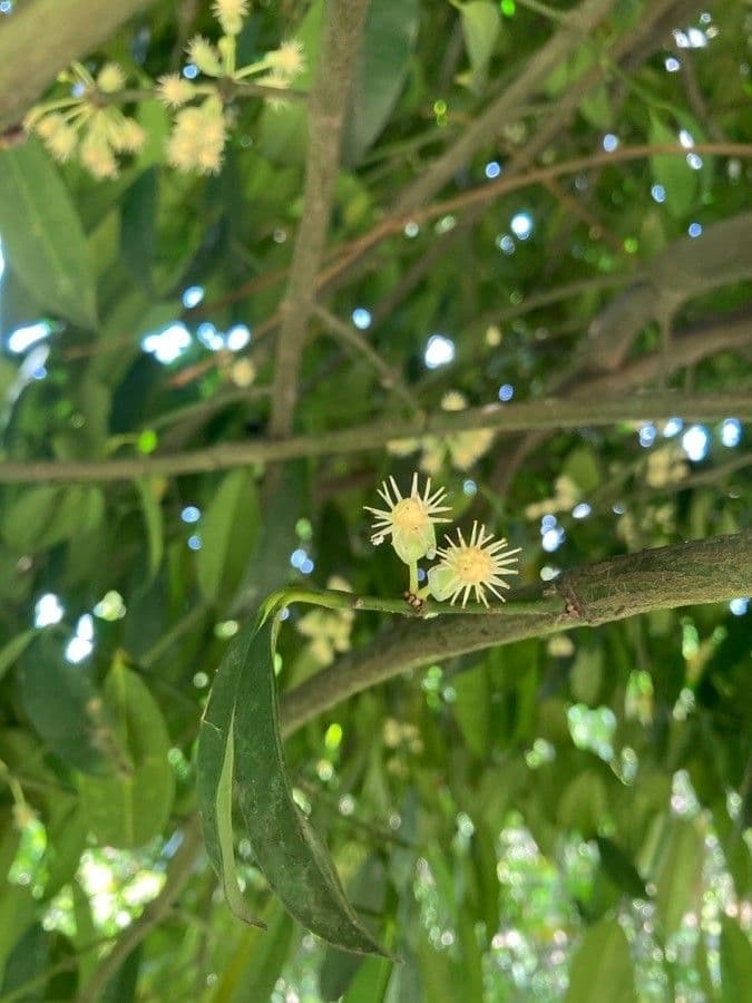 Garcinia 5