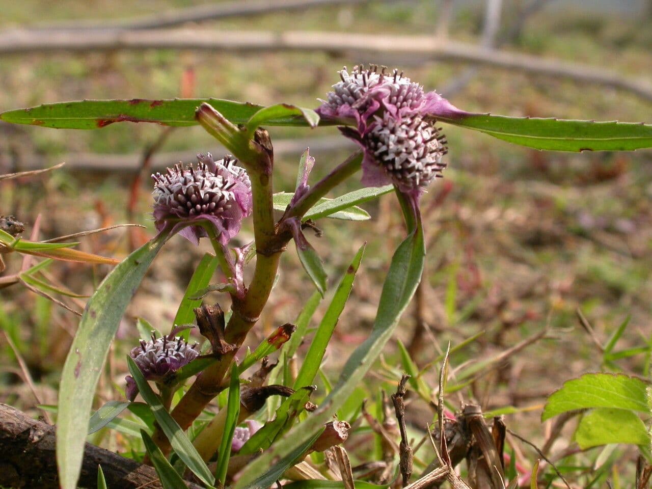 Caesulia 8