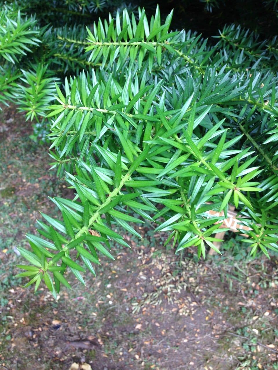 Podocarpus