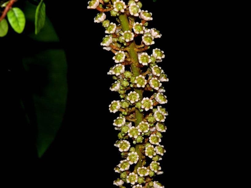 Spachea 8
