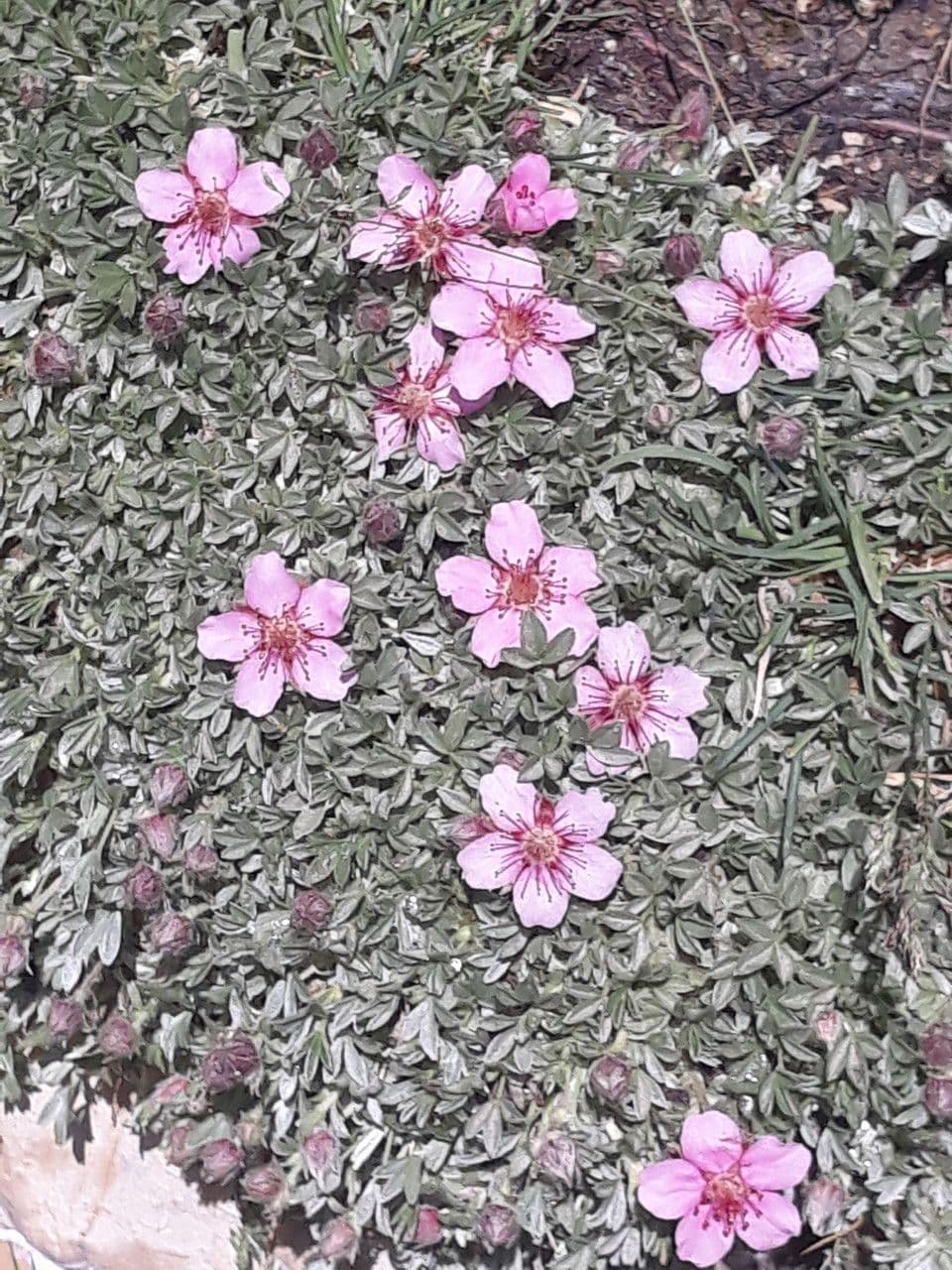 Potentilla lucida 24