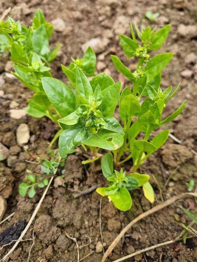 Spinaci 2