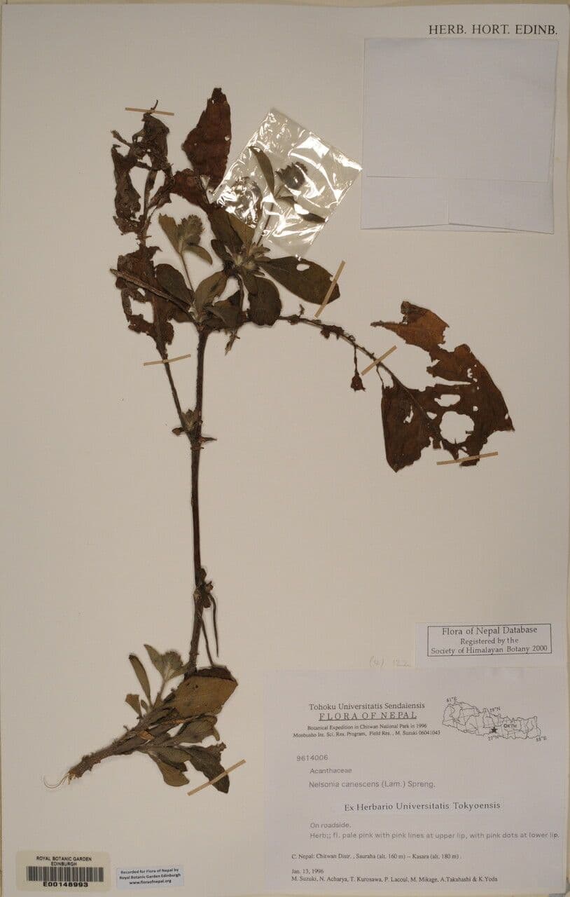 Nelsonia canescens 22