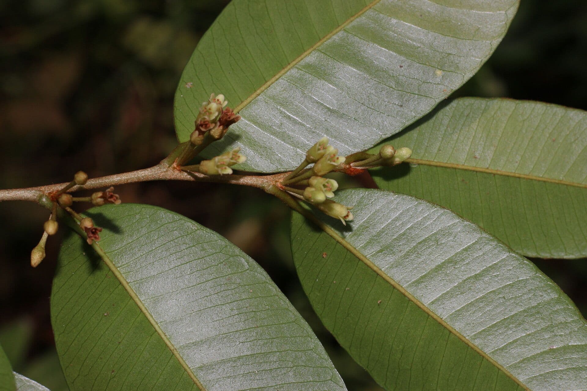 Chrysophyllum 8