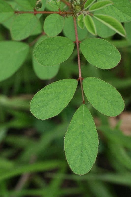 Indigofera 18