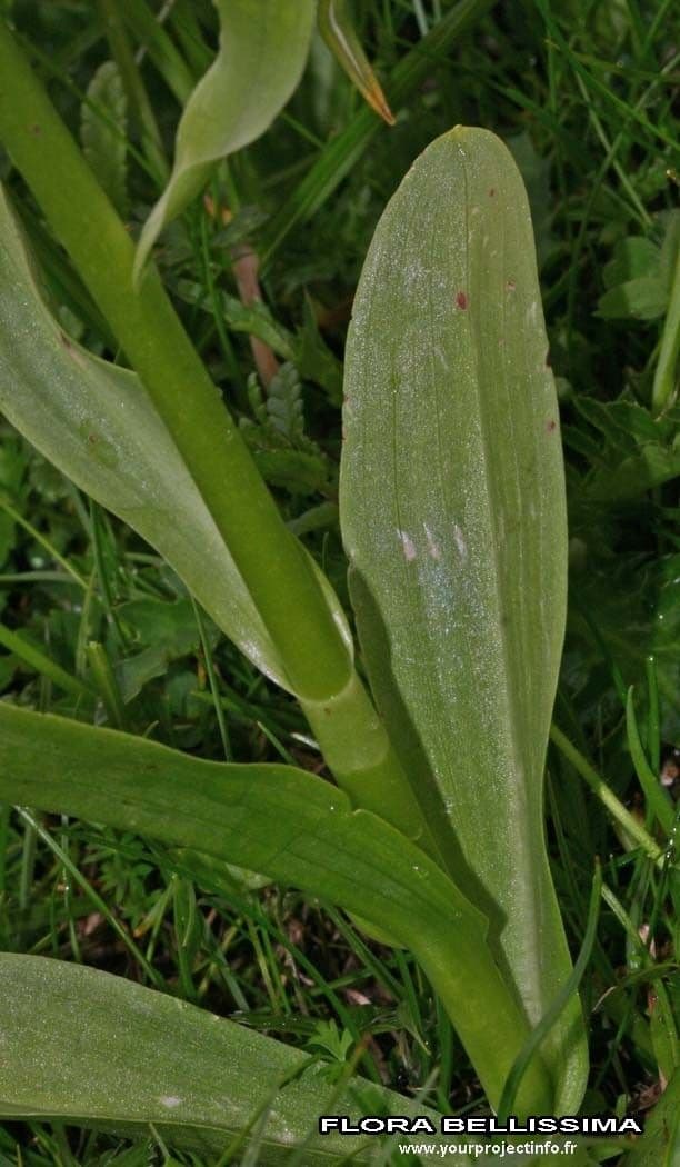 Orchidea sambucina 22