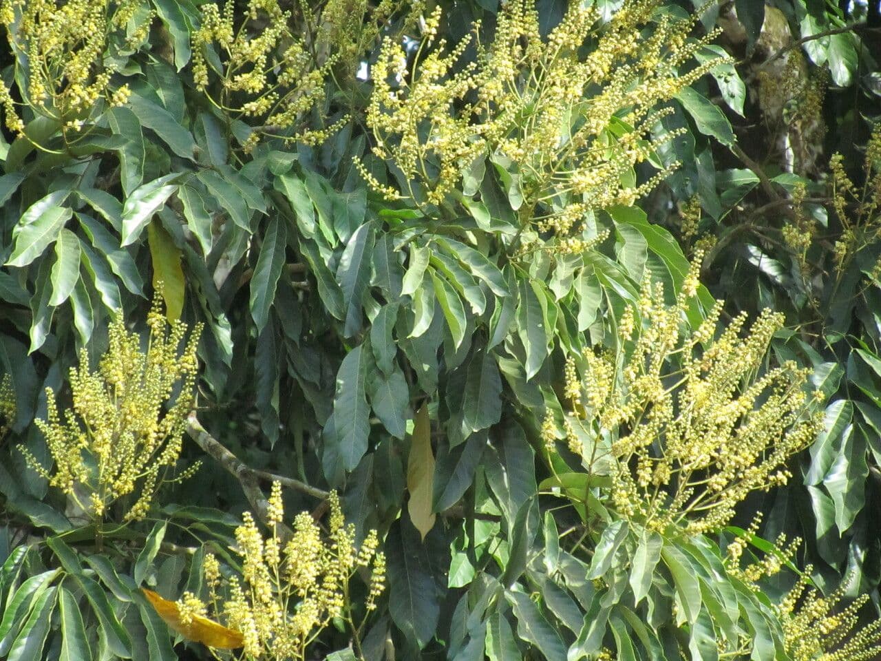 Tachigali 2