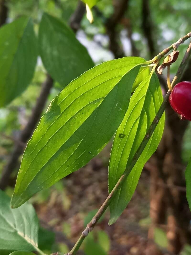 Cornelian-cherry 17