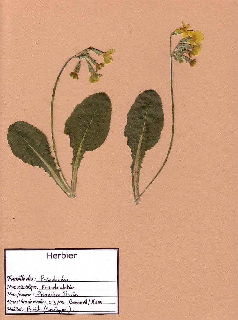 Primula maggiore 30