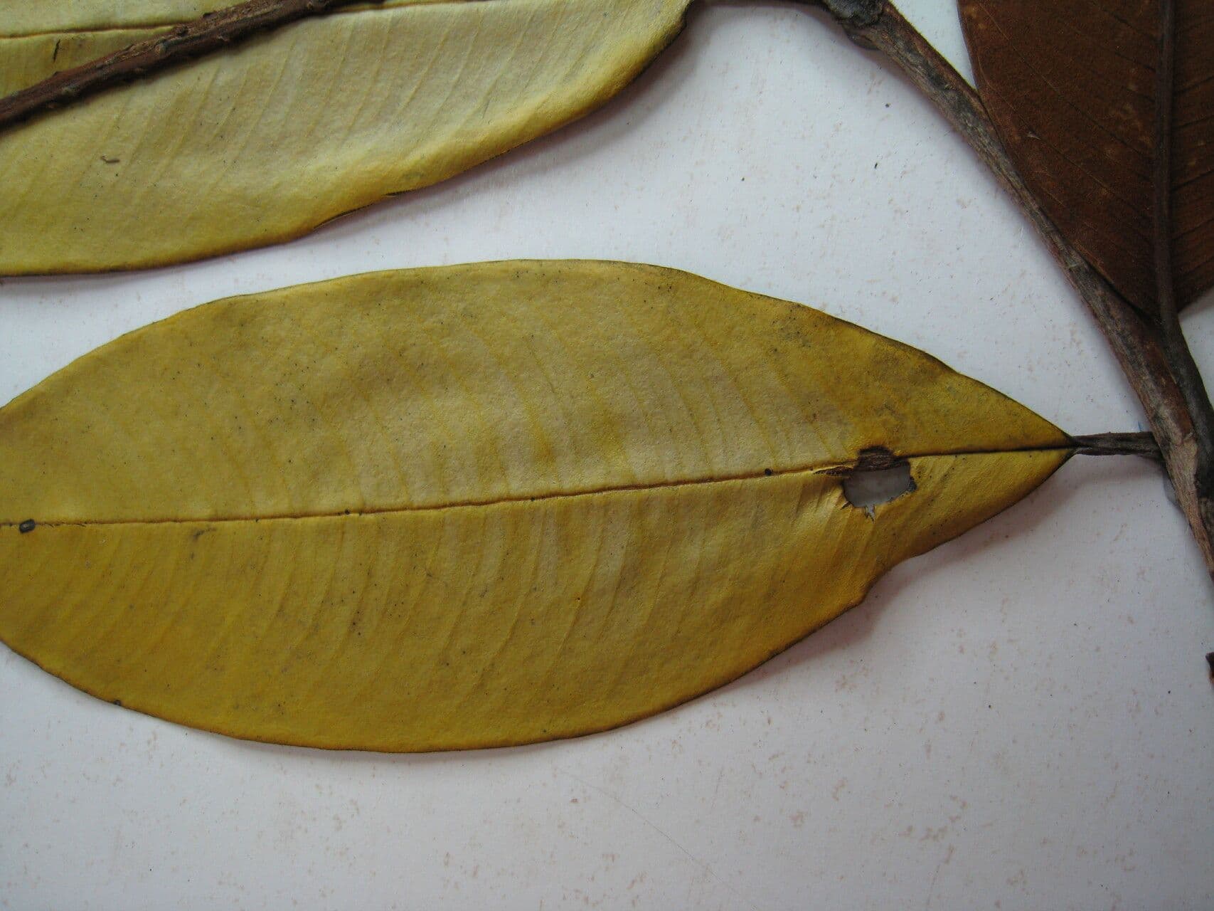 Vochysia 3