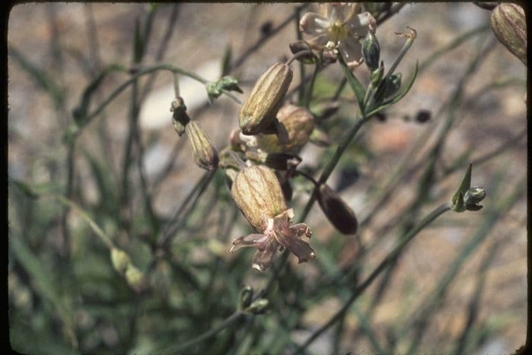 Silene 9