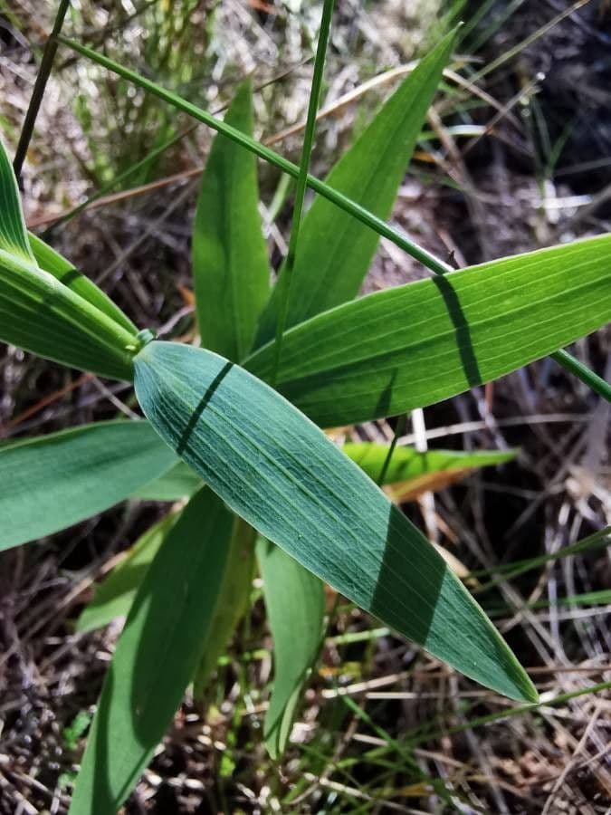 Weidenblättriges Hasenohr 3