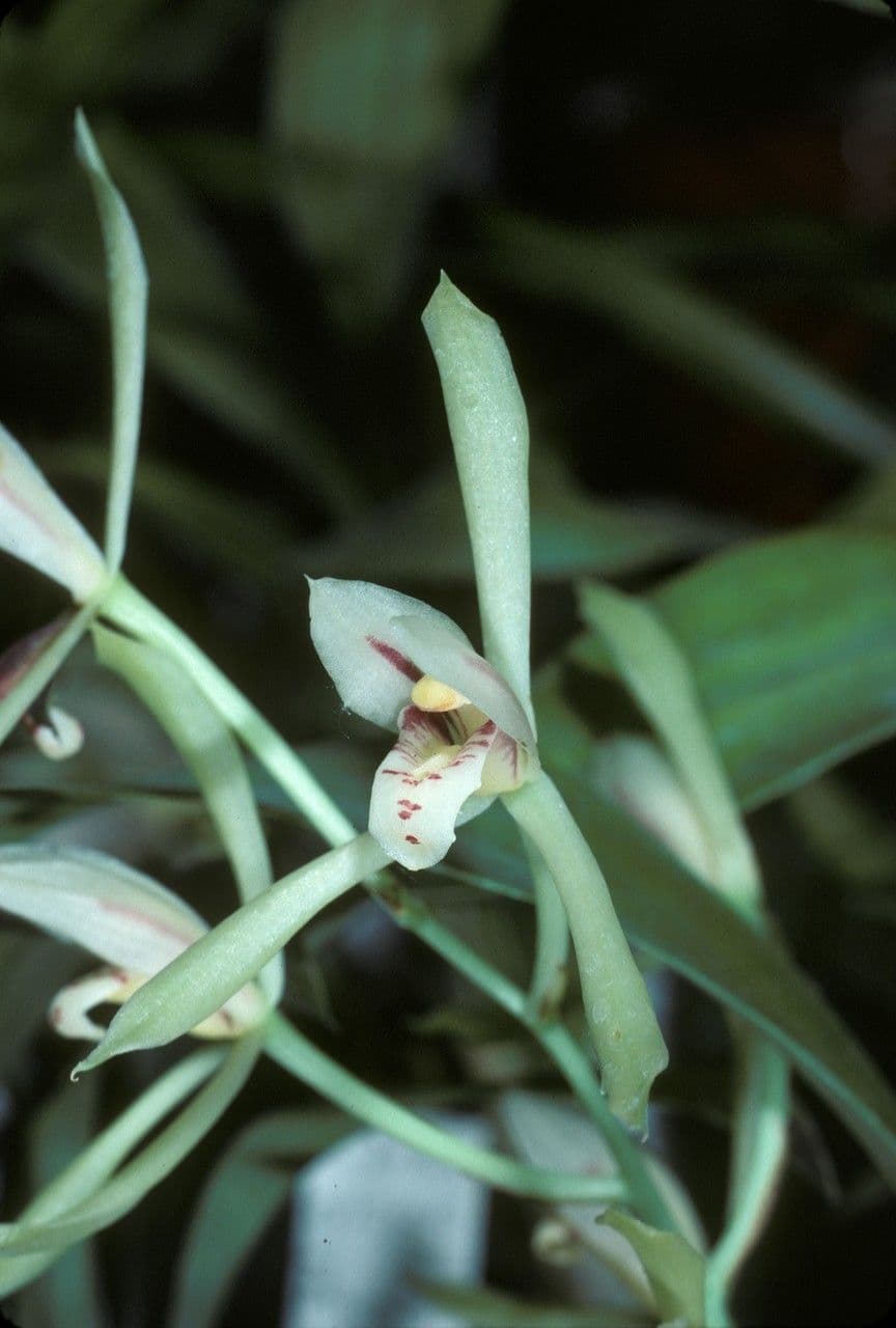Breitblättrige Schamblume