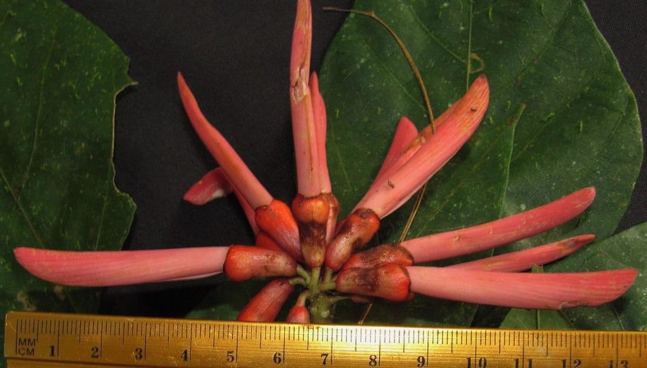 Erythrina kopinatá 4