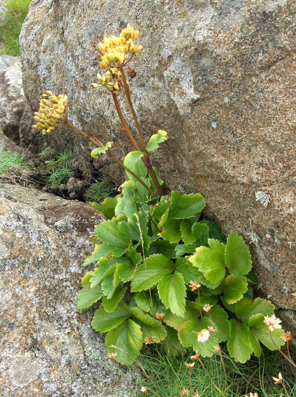 Ligusticum scoticum 13