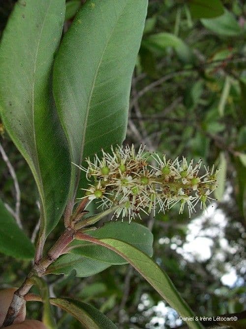 Cunonia 11