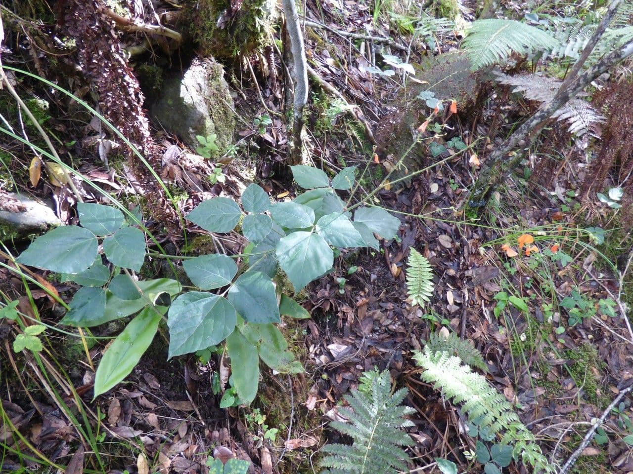 Hylodesmum 9