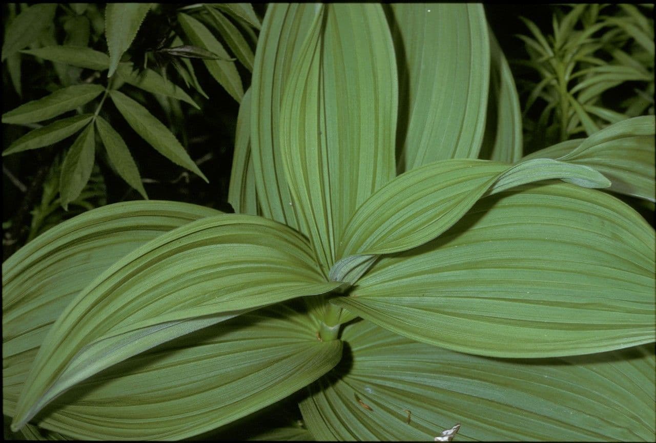 Vedegambre blanco 23