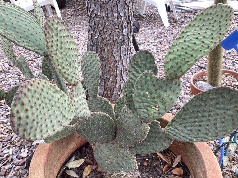 Opuntia basilaris 15