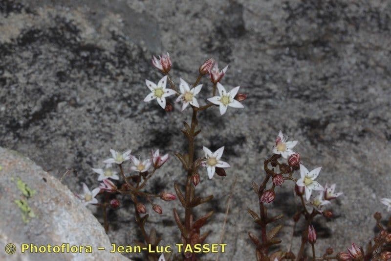 Sedum 17