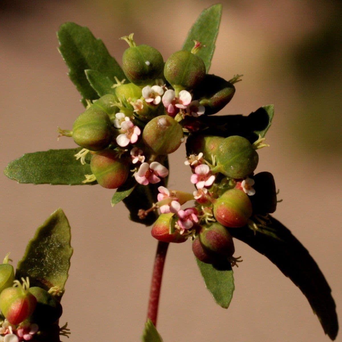 Euforbia pendula 2