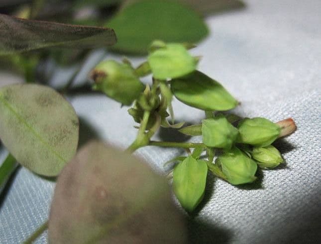 Acetosa di Barrelier 3
