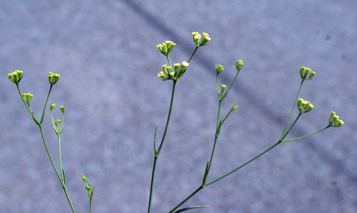 Bupleurum 6
