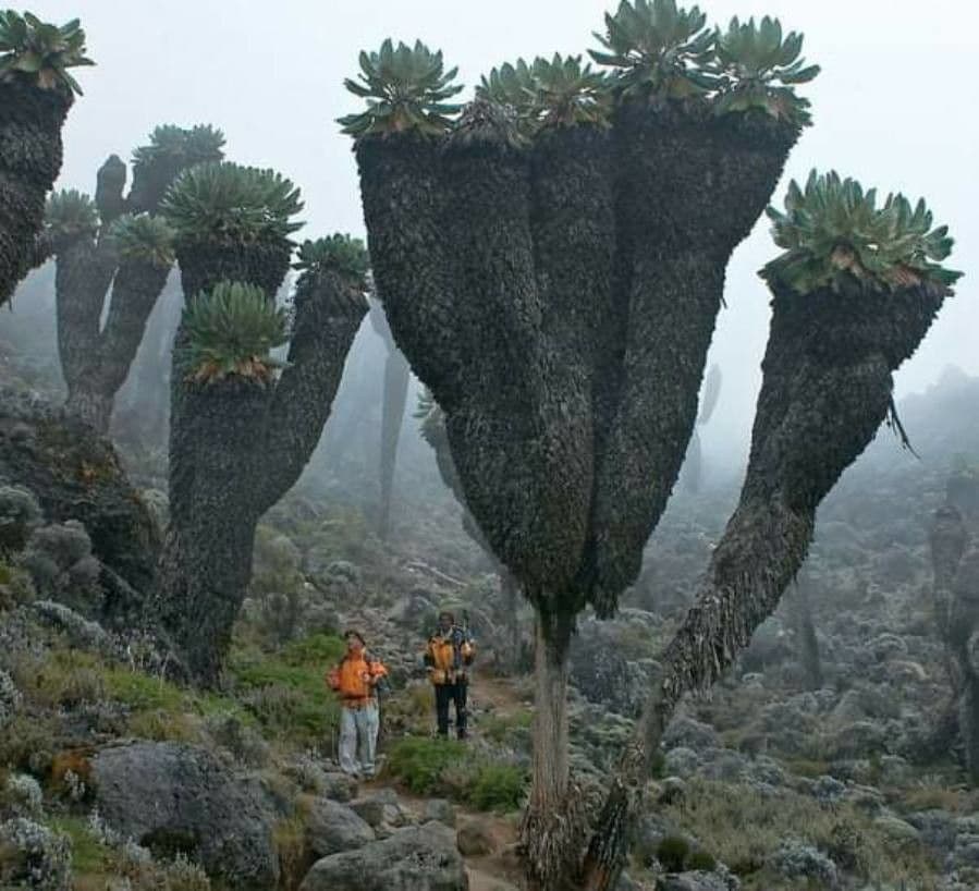 Espeletia 13