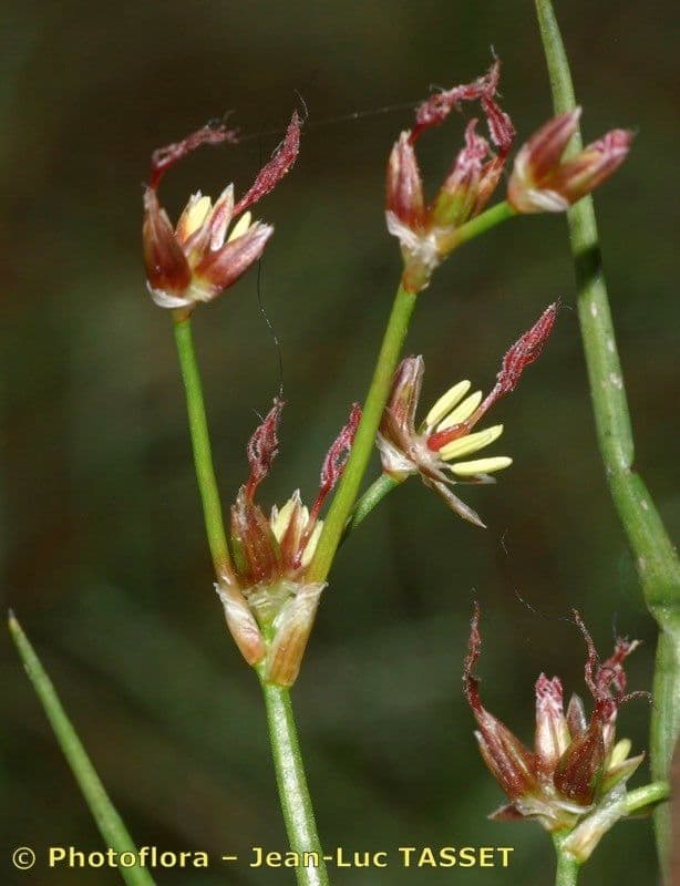 Mannigfaltige Binse 9