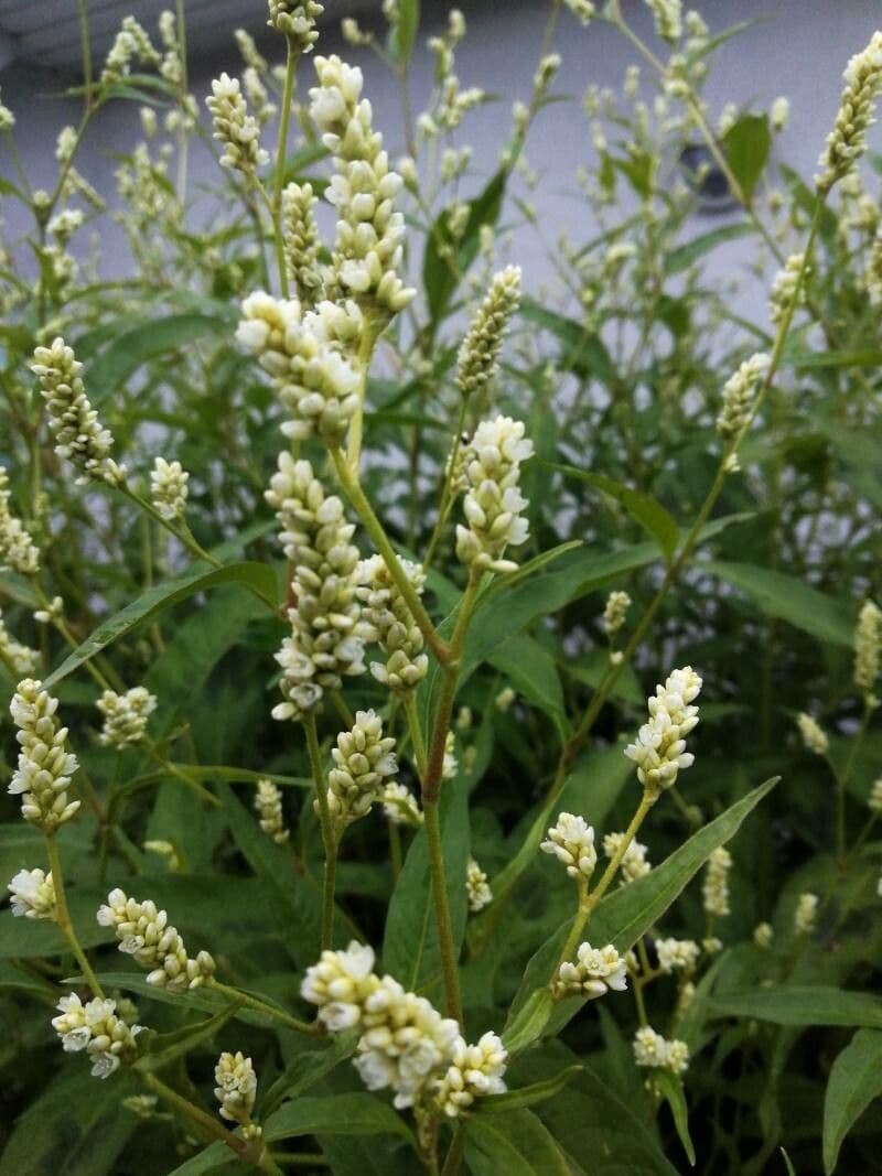 Persicaria de hoja de acedera 14