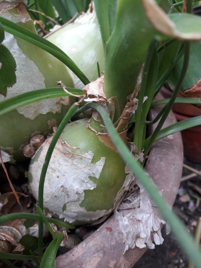 Albuca 26