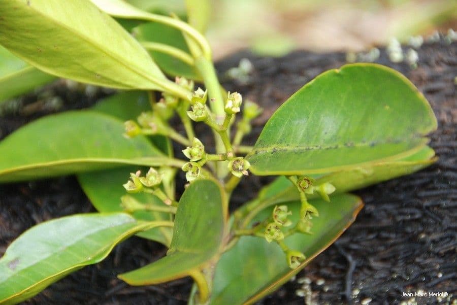 Crossostylis 3