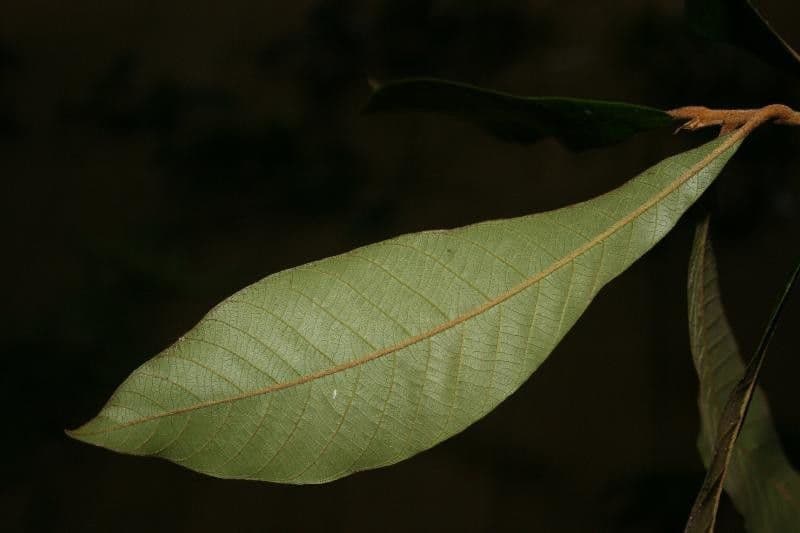 Ecclinusa 4