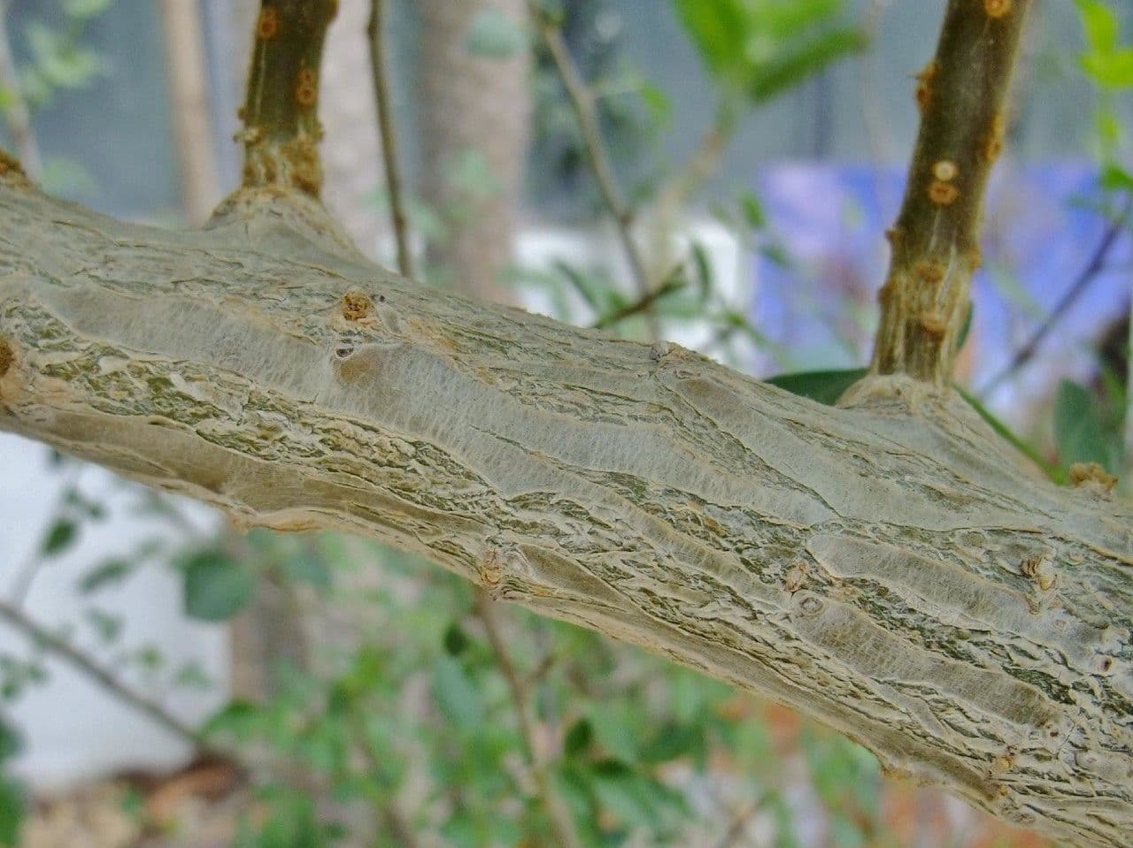 Uncarina 7
