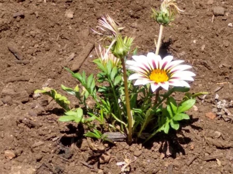 Gazania 20