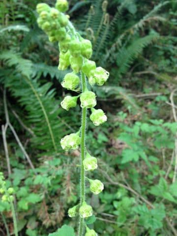 Tellima grandiflora